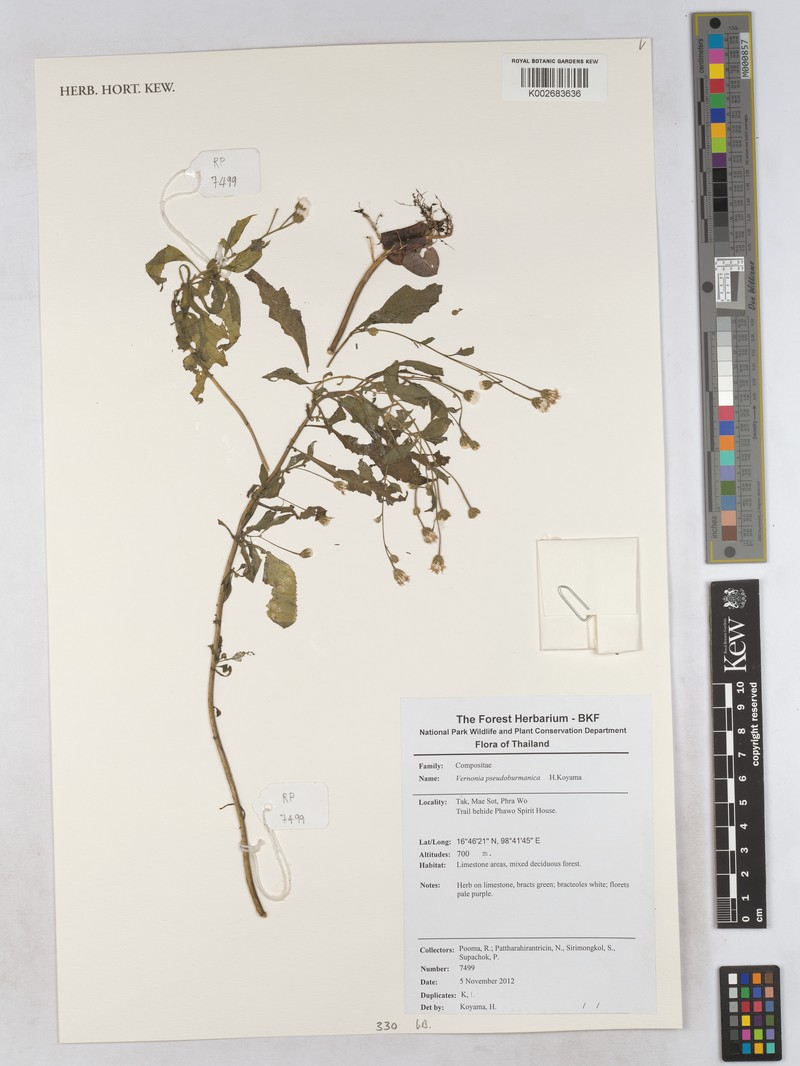 Okia pseudobirmanica