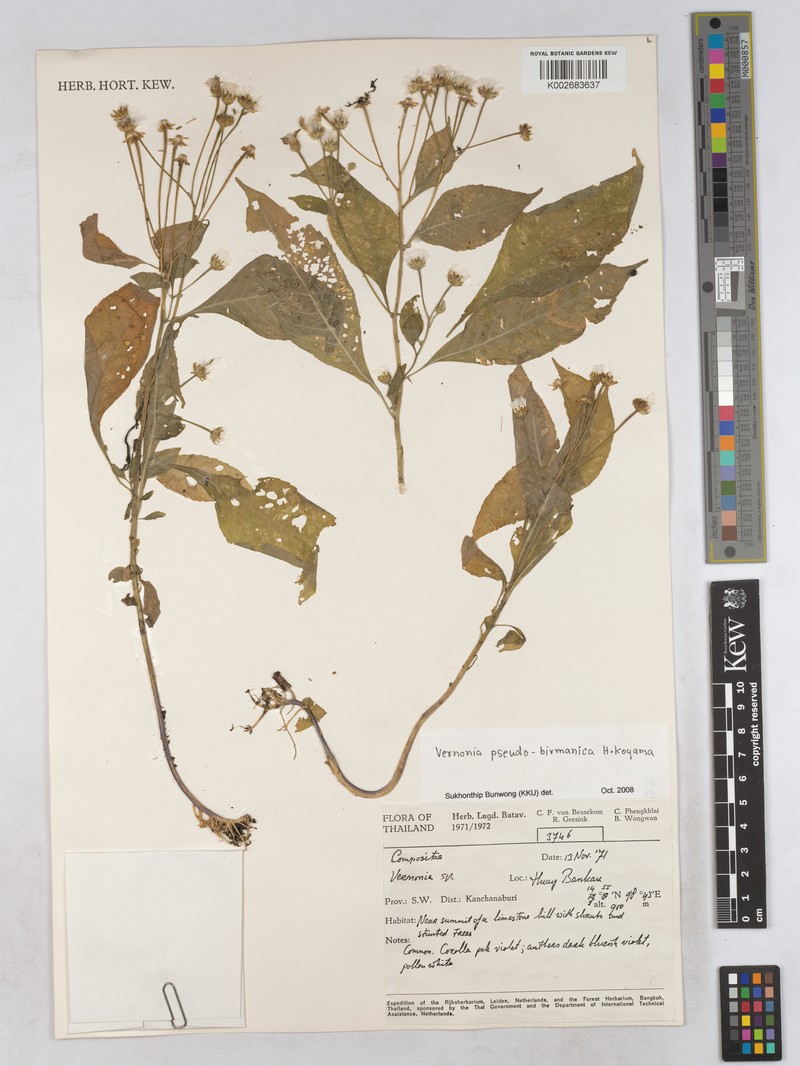 Okia pseudobirmanica photo 2