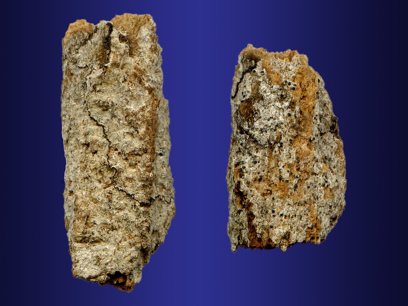 Okoubaka aubrevillei
