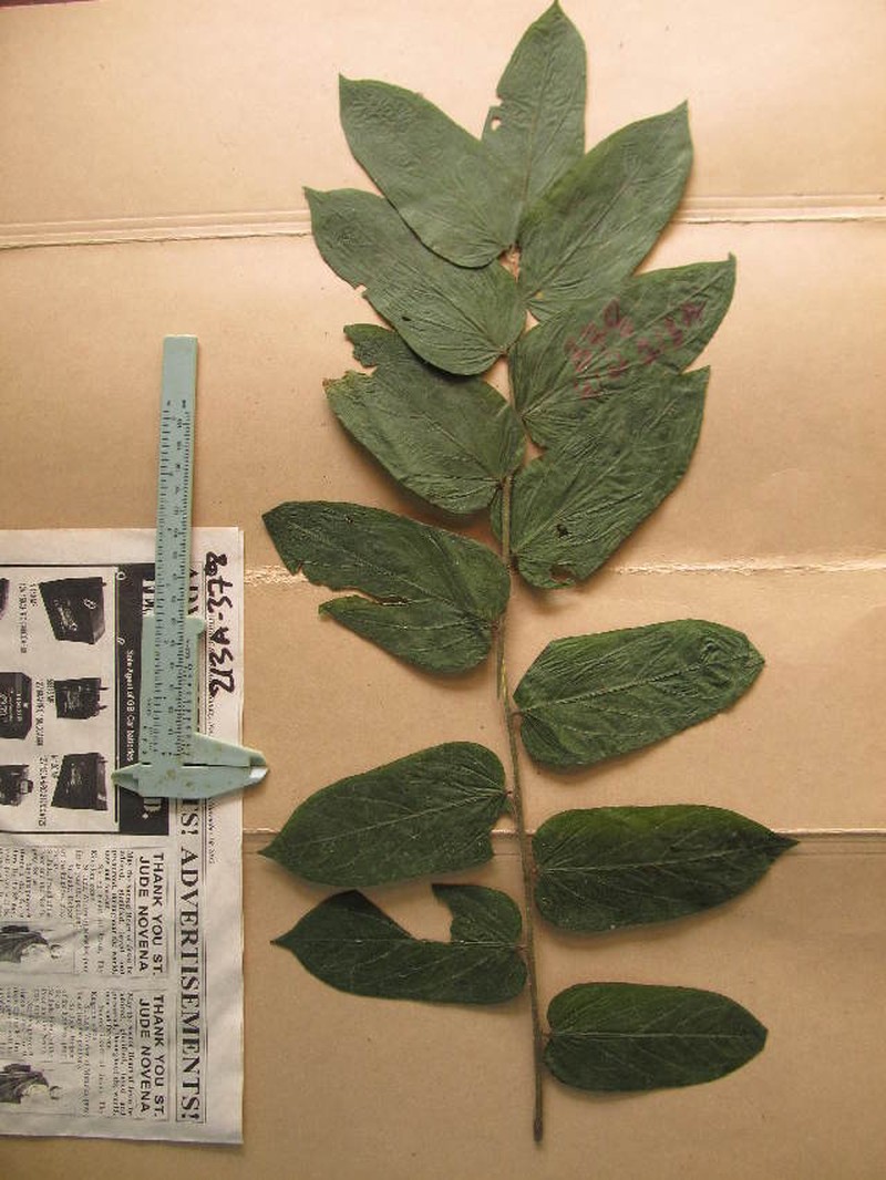 Okoubaka aubrevillei photo 2