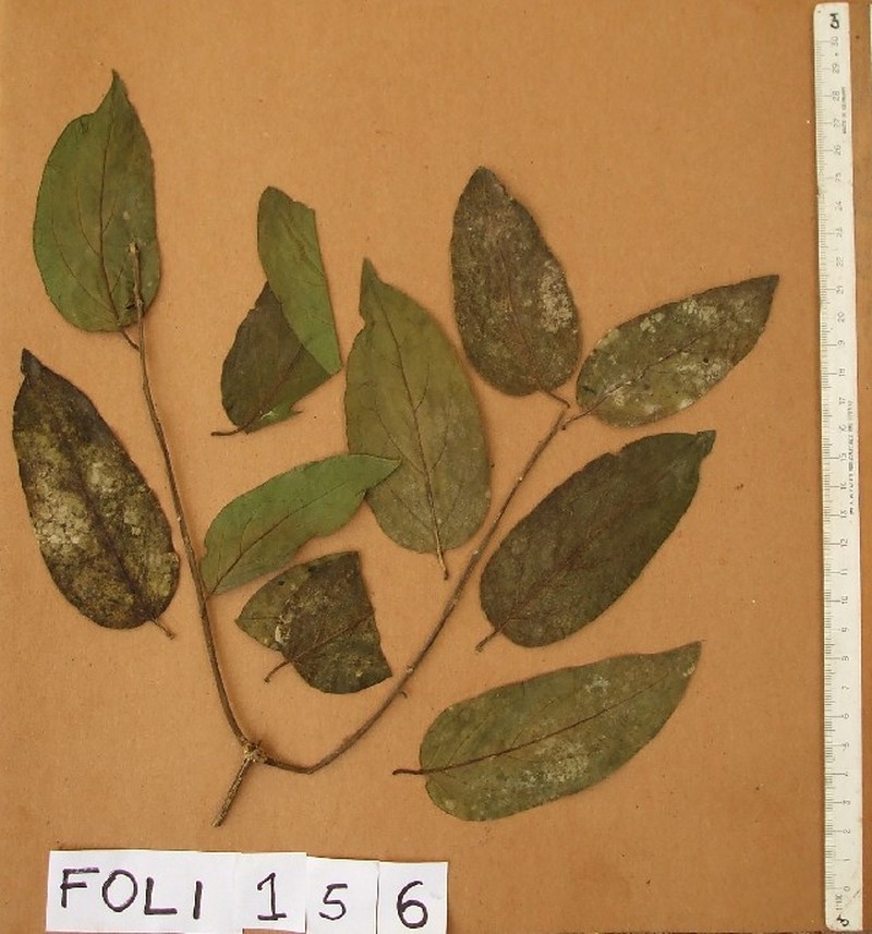 Okoubaka aubrevillei photo 3