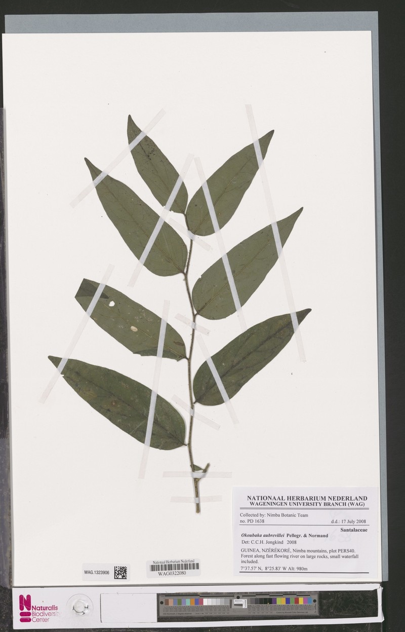 Okoubaka aubrevillei photo 4