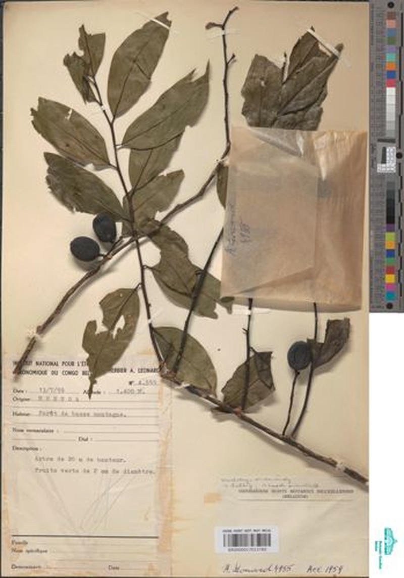 Okoubaka michelsonii