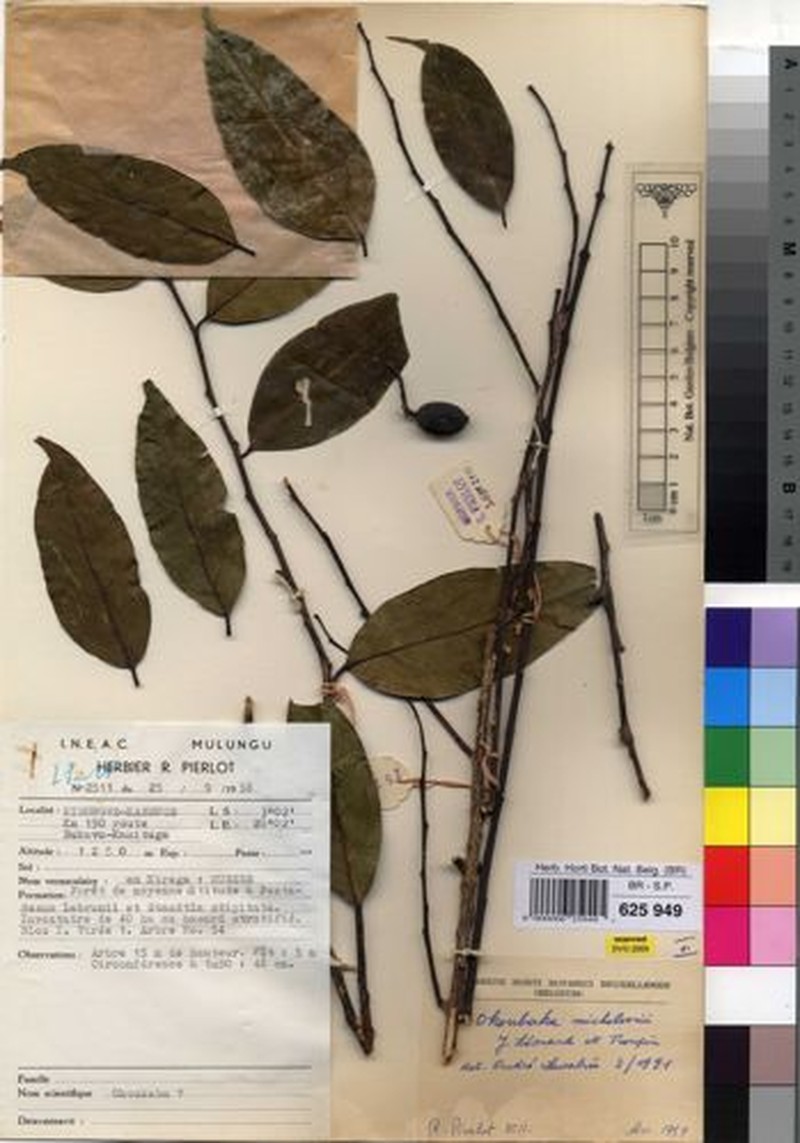Okoubaka michelsonii photo 2