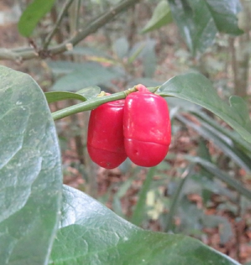 Olax acuminata