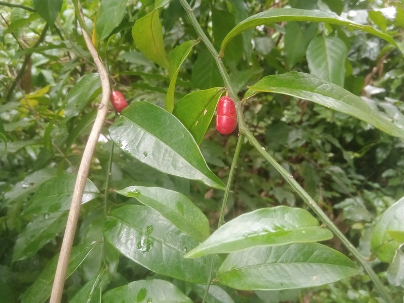 Olax acuminata photo 2