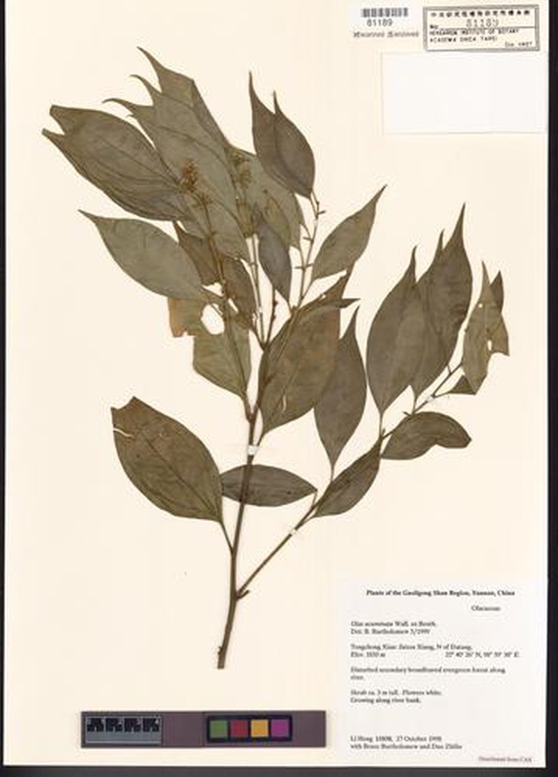 Olax acuminata photo 3