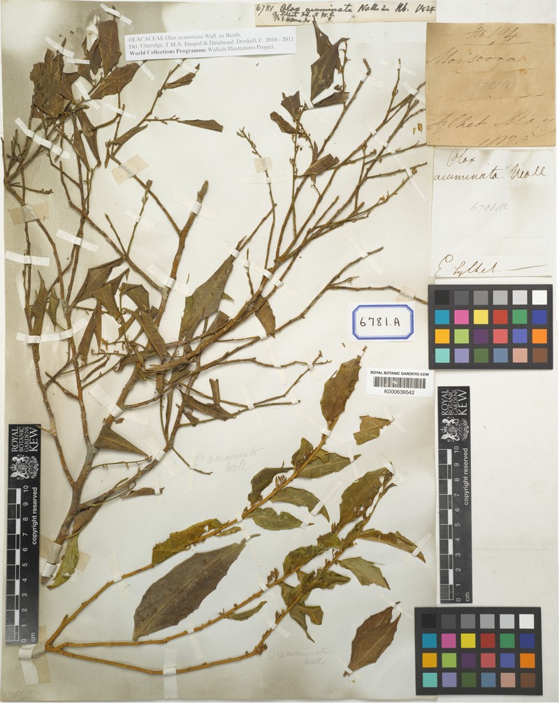 Olax acuminata photo 4