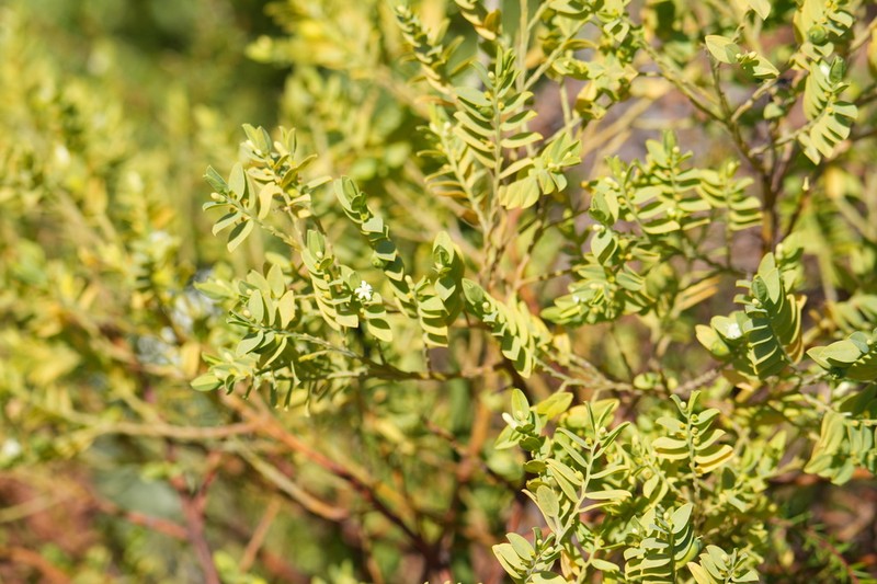 Olax angulata photo 3