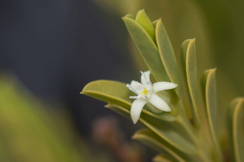Olax angulata photo 4