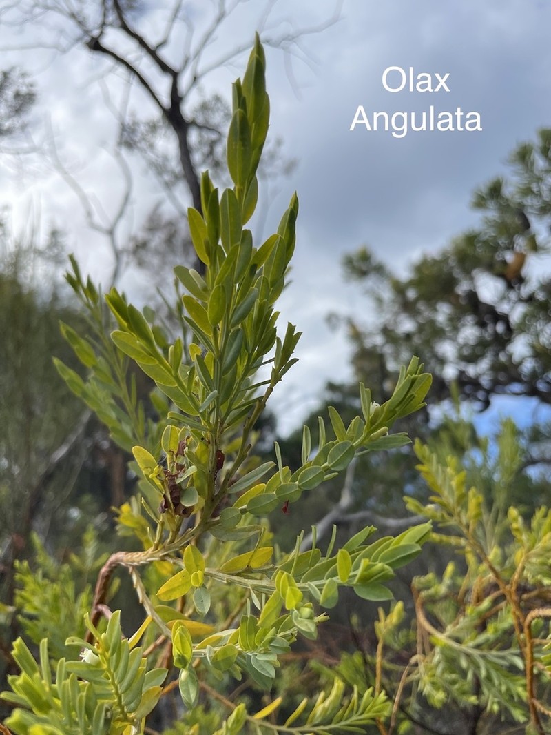 Olax angulata photo 5