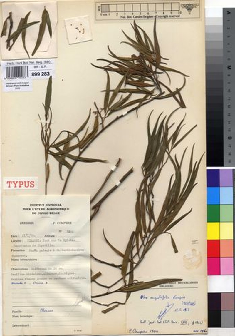 Olax angustifolia