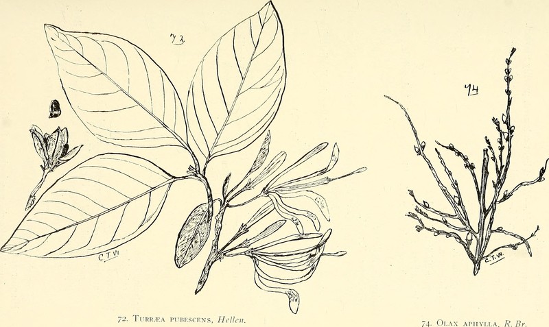 Olax aphylla