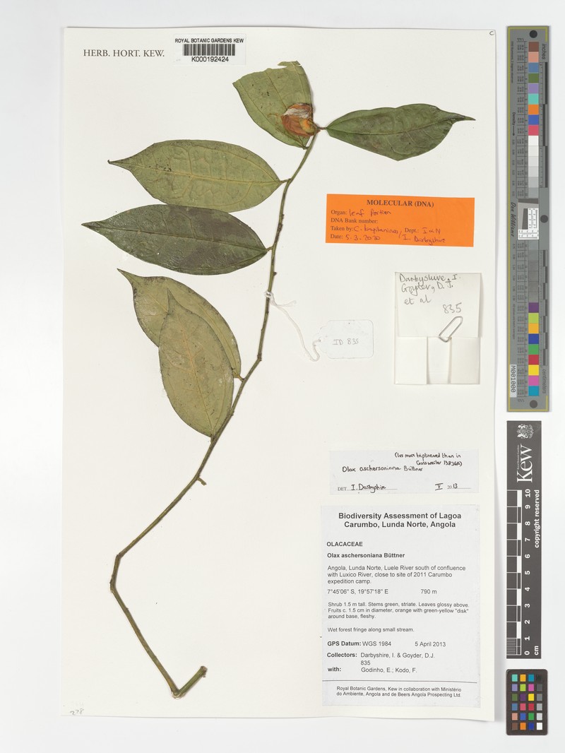 Olax aschersoniana