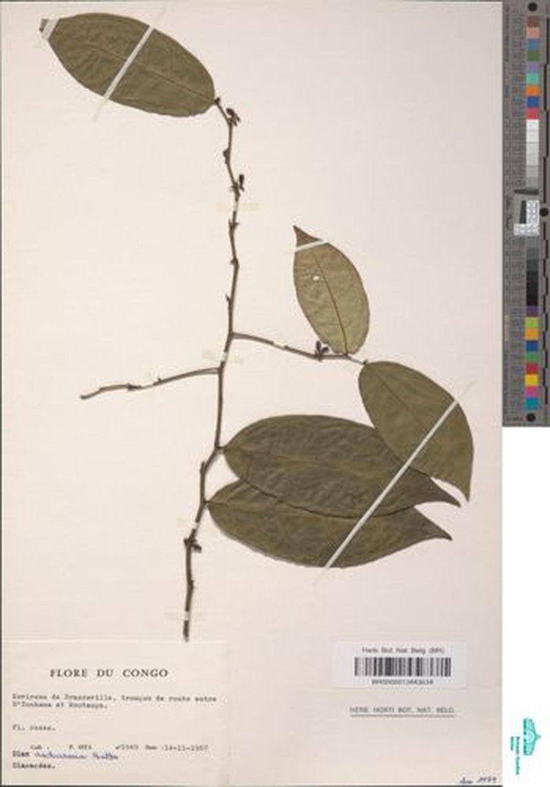 Olax aschersoniana photo 2