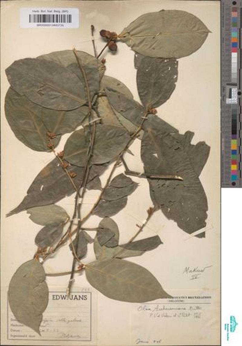 Olax aschersoniana photo 3