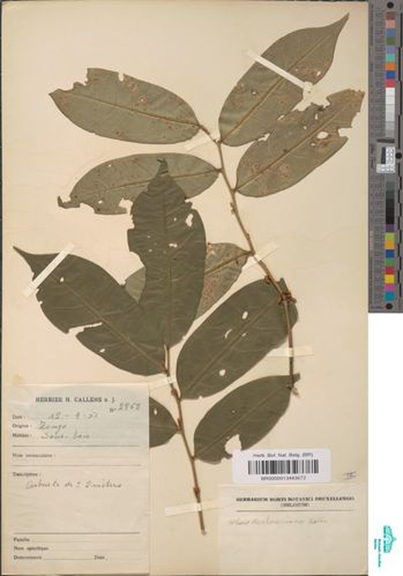 Olax aschersoniana photo 4