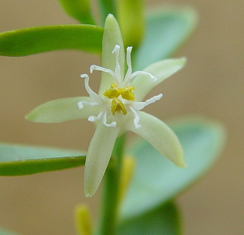 Olax aurantia