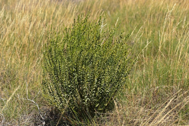 Olax aurantia photo 2