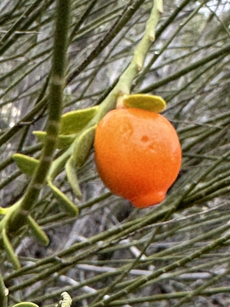 Olax aurantia photo 4