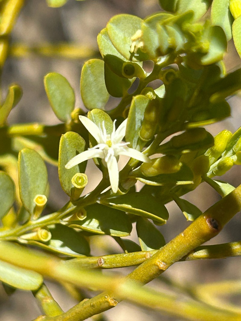 Olax aurantia photo 8