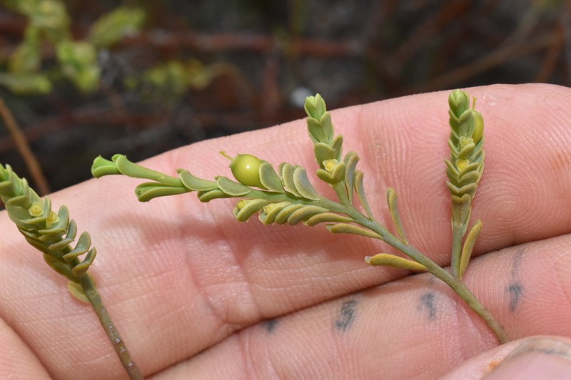 Olax benthamiana