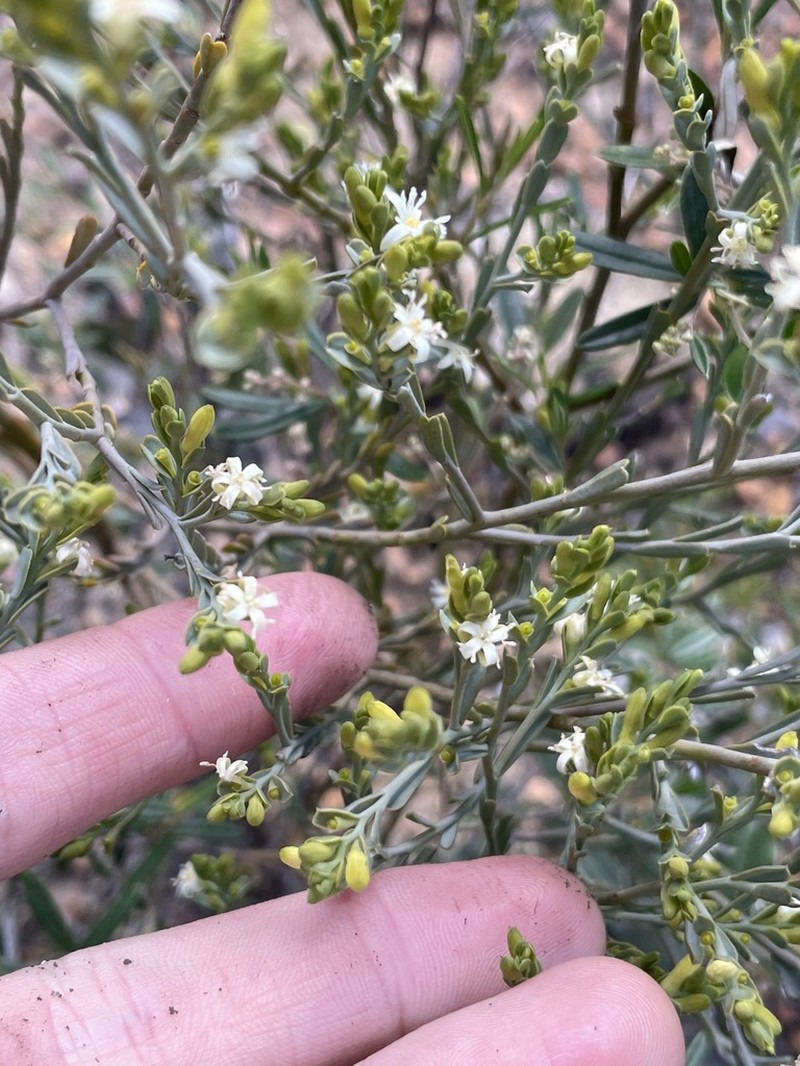 Olax benthamiana photo 2