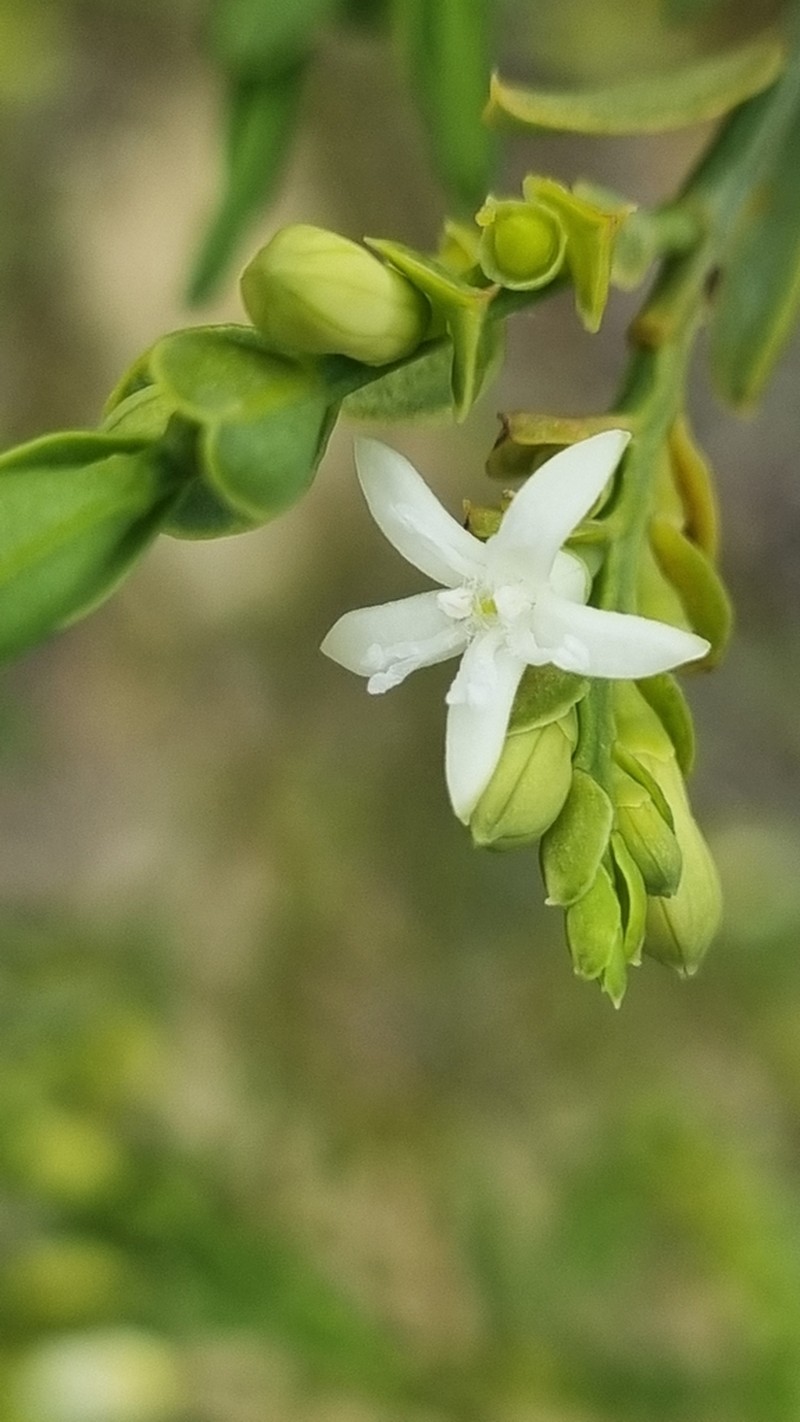 Olax benthamiana photo 3
