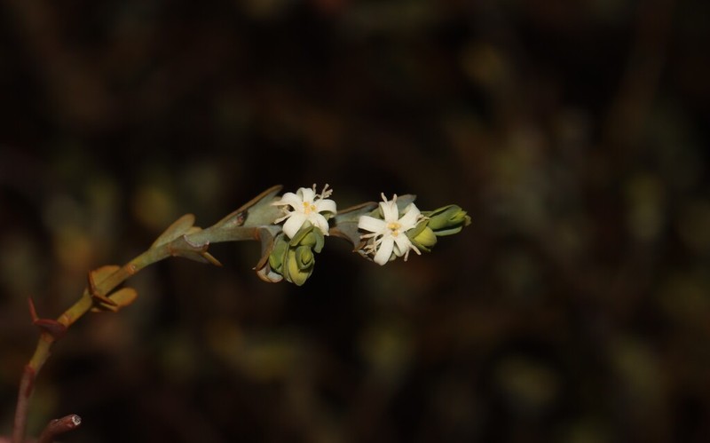 Olax benthamiana photo 6