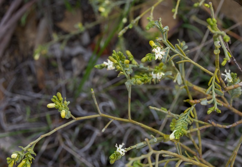 Olax benthamiana photo 8