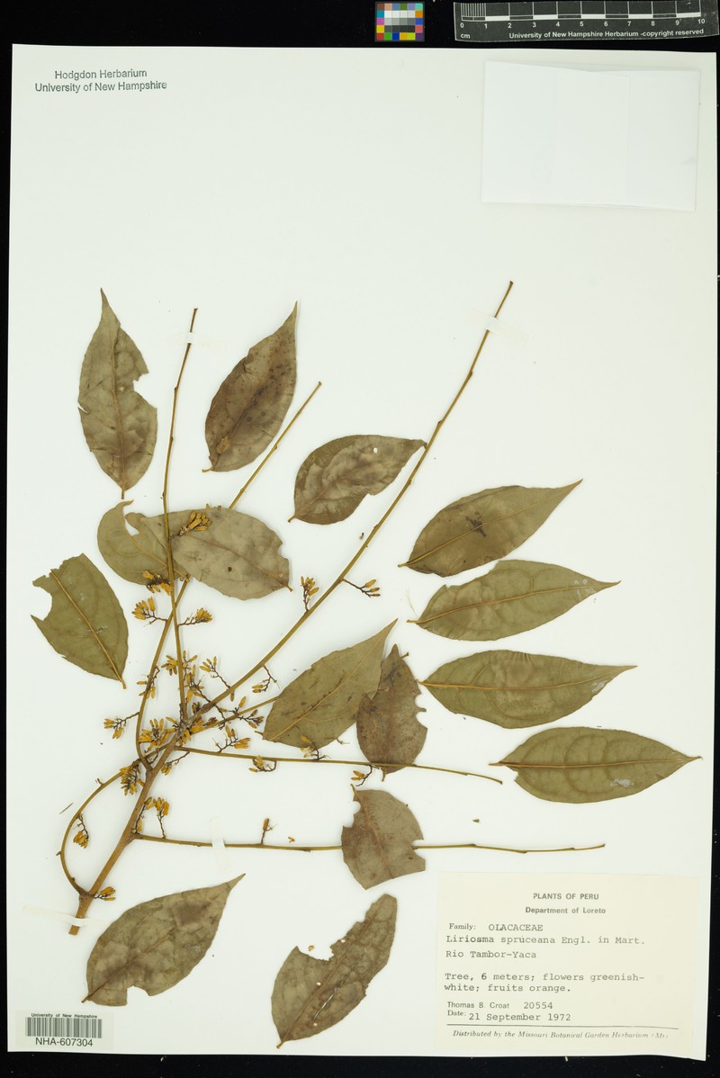Olax candida photo 3