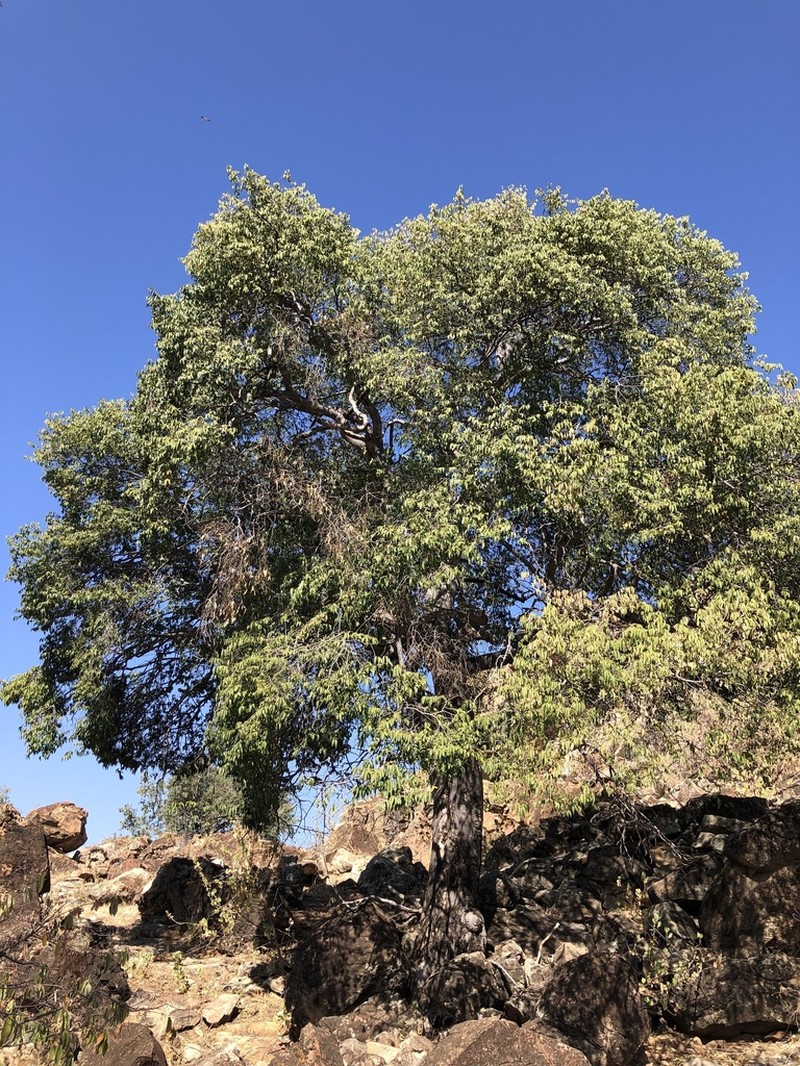 Olax dissitiflora