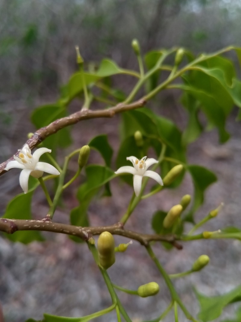 Olax dissitiflora photo 2