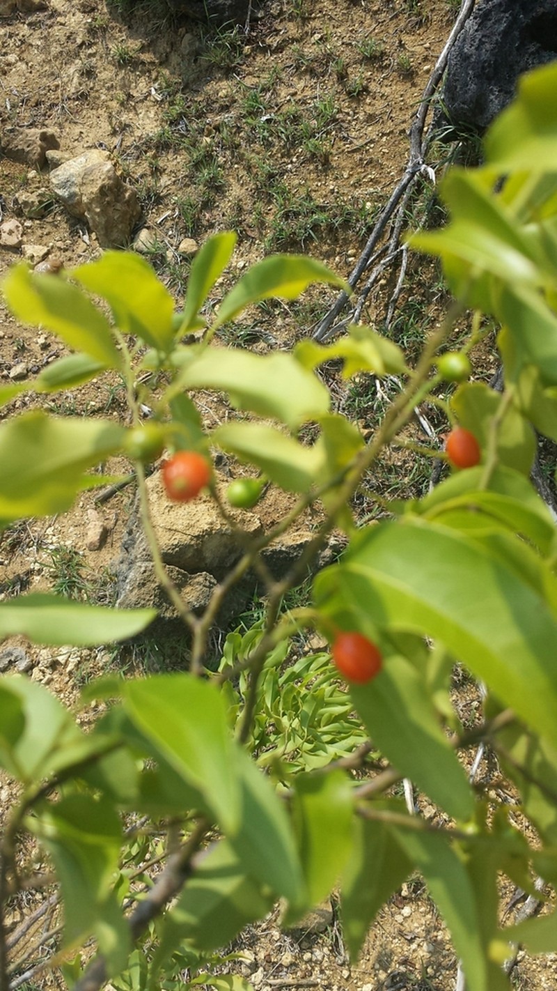 Olax dissitiflora photo 3