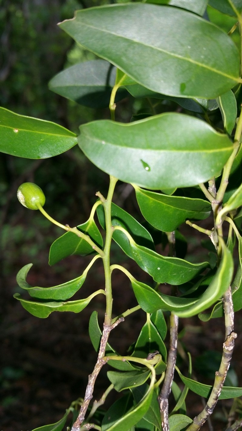 Olax dissitiflora photo 4