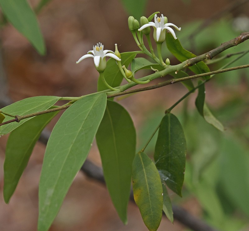 Olax dissitiflora photo 5