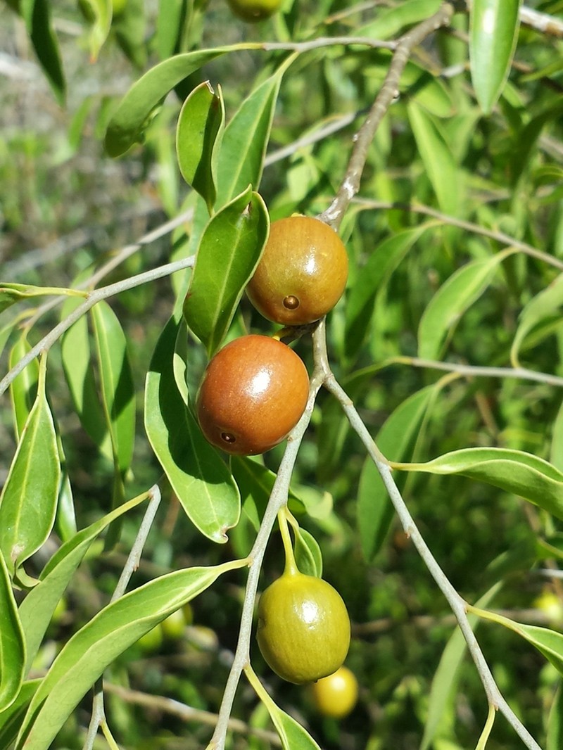 Olax dissitiflora photo 6