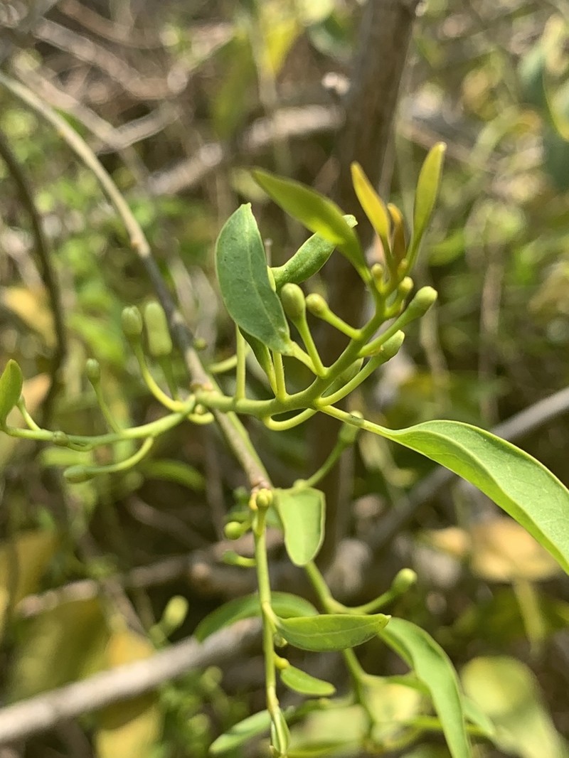 Olax dissitiflora photo 7