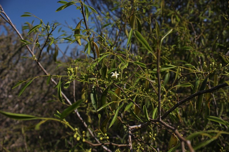 Olax dissitiflora photo 8