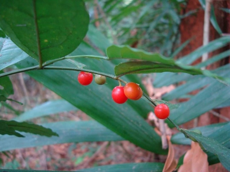 Olax gambecola