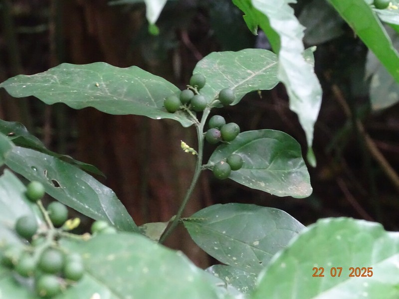 Olax gambecola photo 6