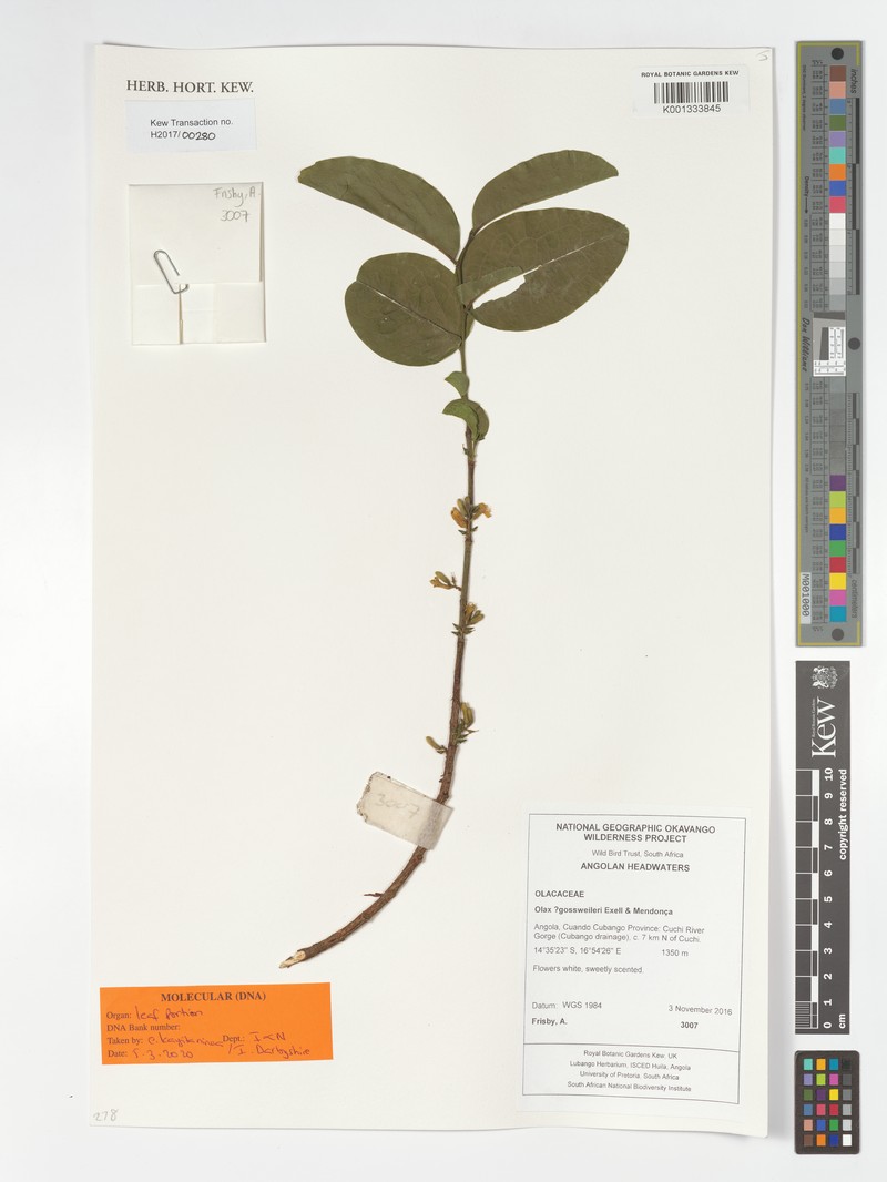 Olax gossweileri photo 2