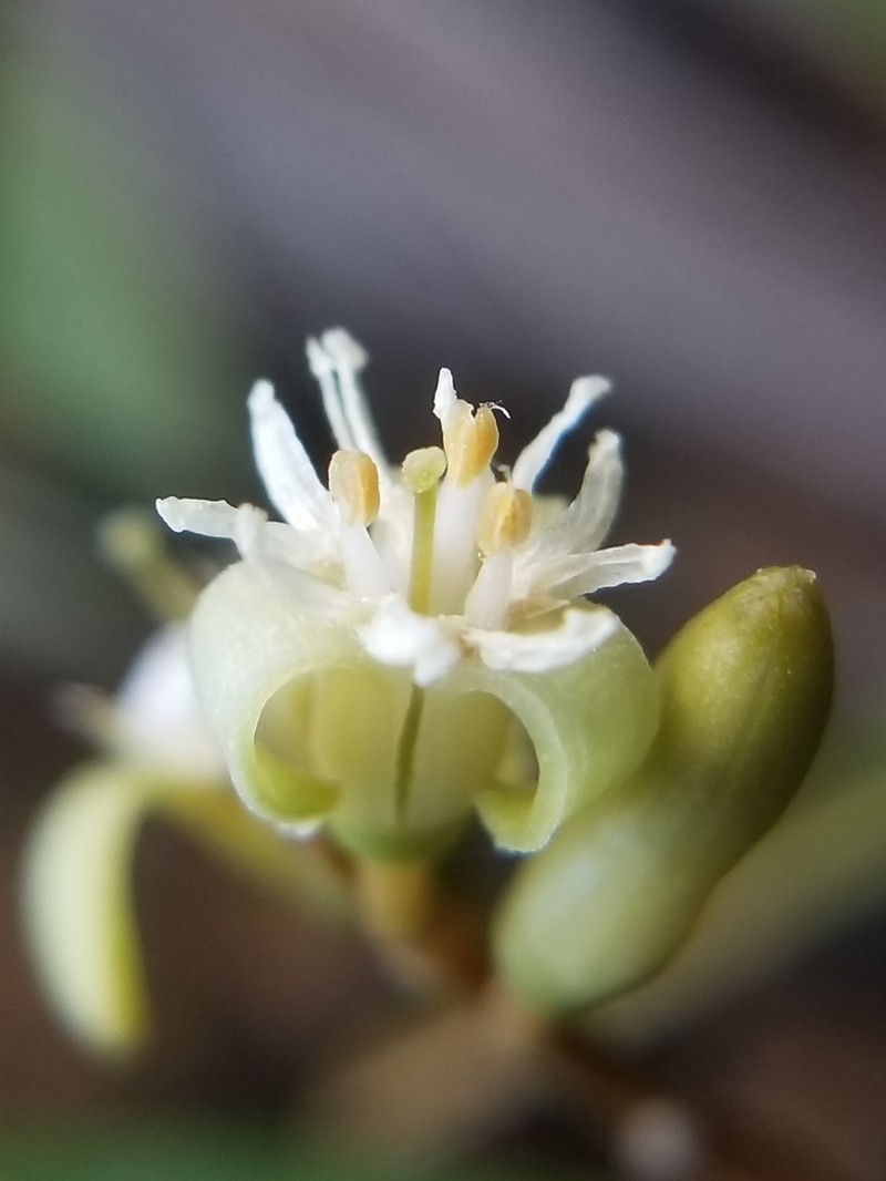 Olax hypoleuca