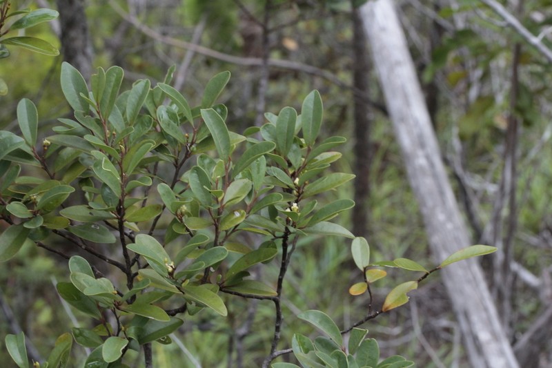 Olax hypoleuca photo 2