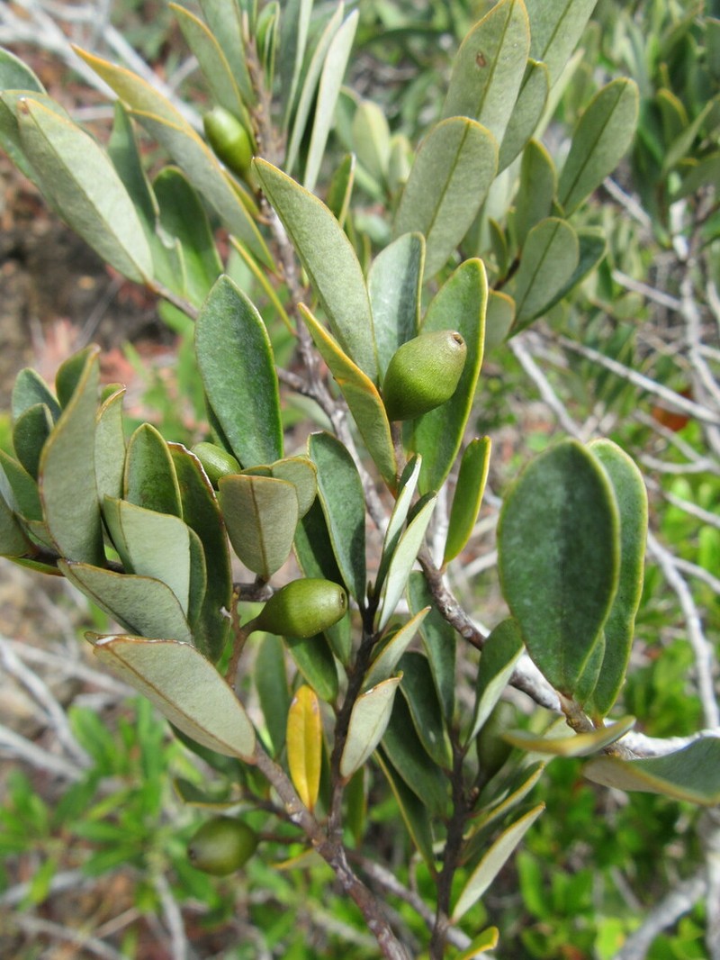 Olax hypoleuca photo 4