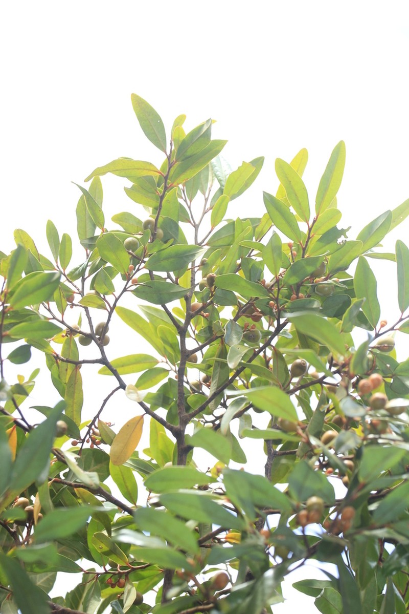 Olax hypoleuca photo 5