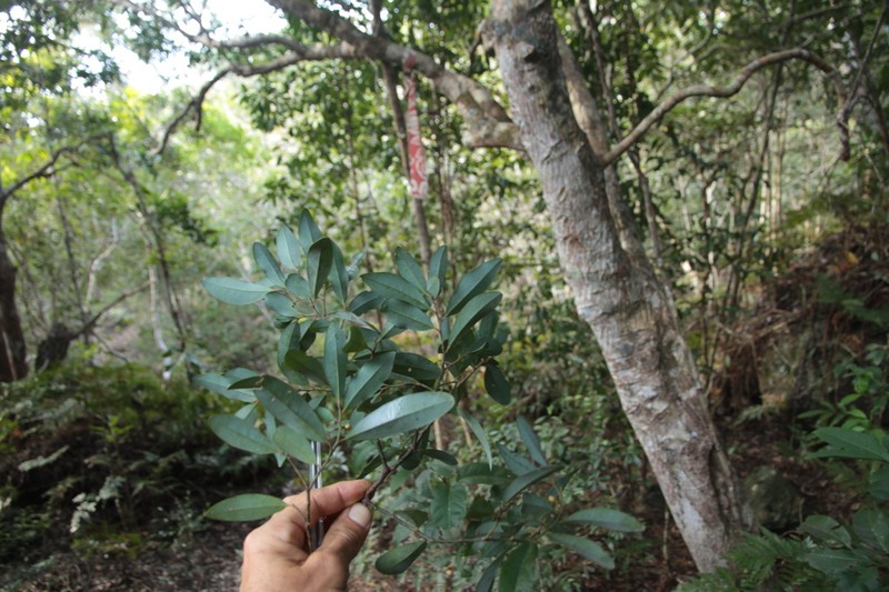 Olax hypoleuca photo 6