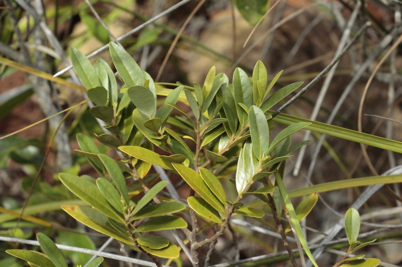 Olax hypoleuca photo 8