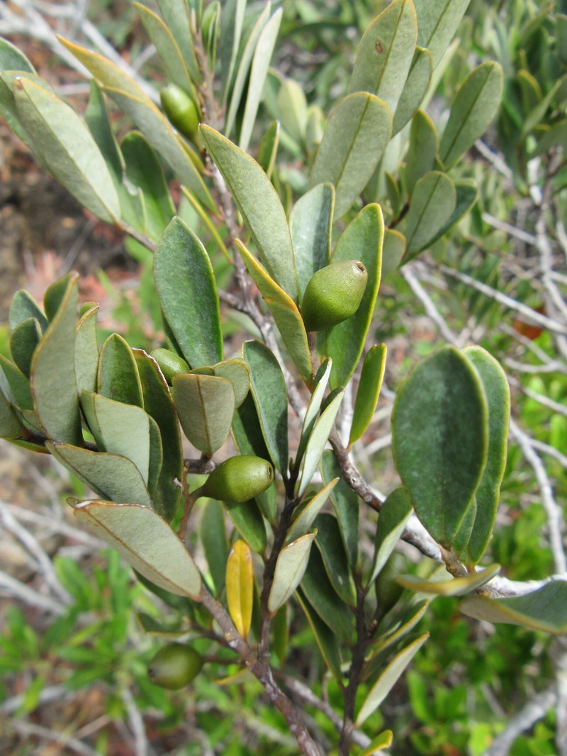 Olax hypoleuca var. microphylla