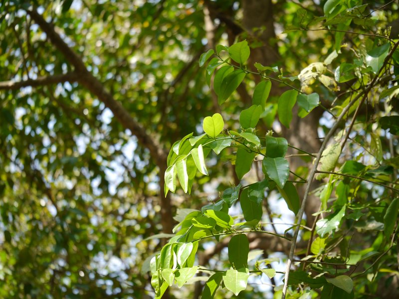 Olax photo 7